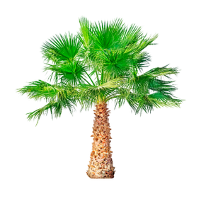 锯棕榈（Dwarf Palm）是TestoUltra的一个组件